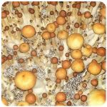 Псилоцибиновые (галлюциногенные) грибы в Ступино Psilocybin "Golden Teacher" Псилоцибиновые (галлюциногенные) грибы в Ступино Psilocybin "Golden Teacher"