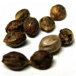 Семена марихуаны АК-47 (Seeds AK-47) в Ступино Семена марихуаны АК-47 (Seeds AK-47) в Ступино